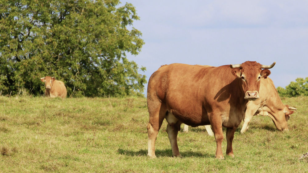Race bovine française